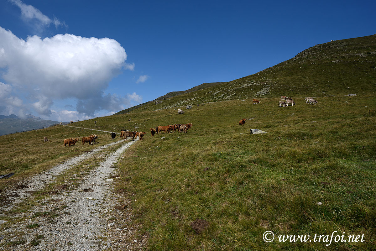 ../Escursioni2/Lago_Pedrossi/010082_D750.jpg