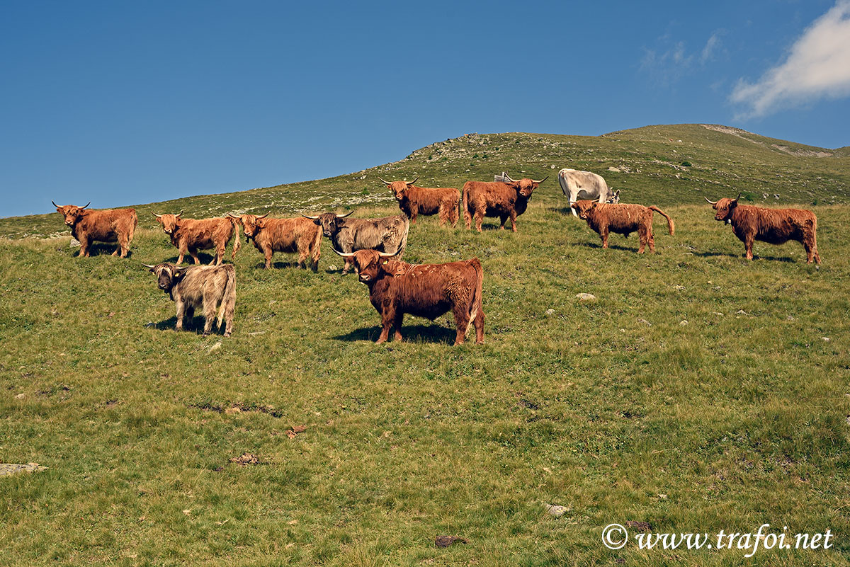 ../Escursioni2/Lago_Pedrossi/010083_D750.jpg