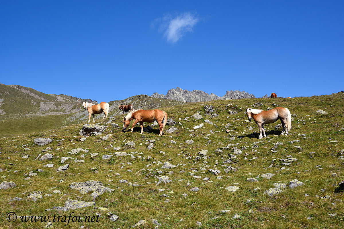 ../Escursioni2/Lago_Pedrossi/010088_D750.jpg