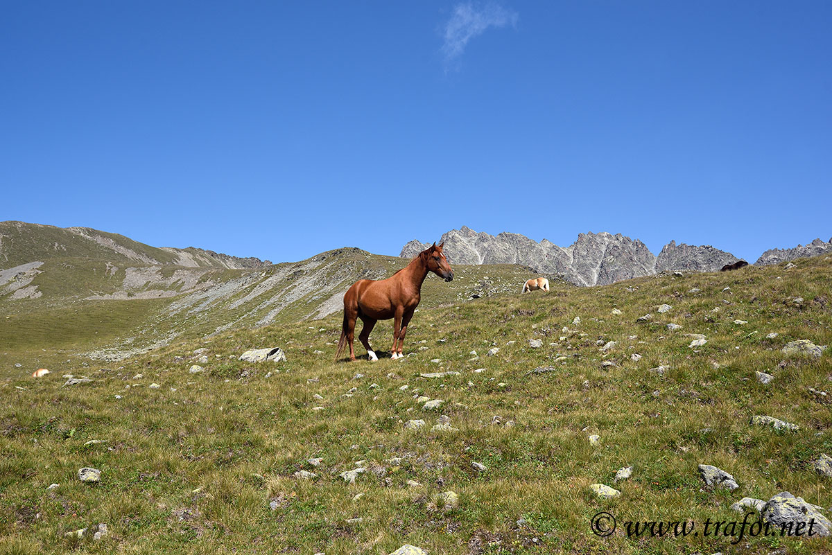 ../Escursioni2/Lago_Pedrossi/010091_D750.jpg