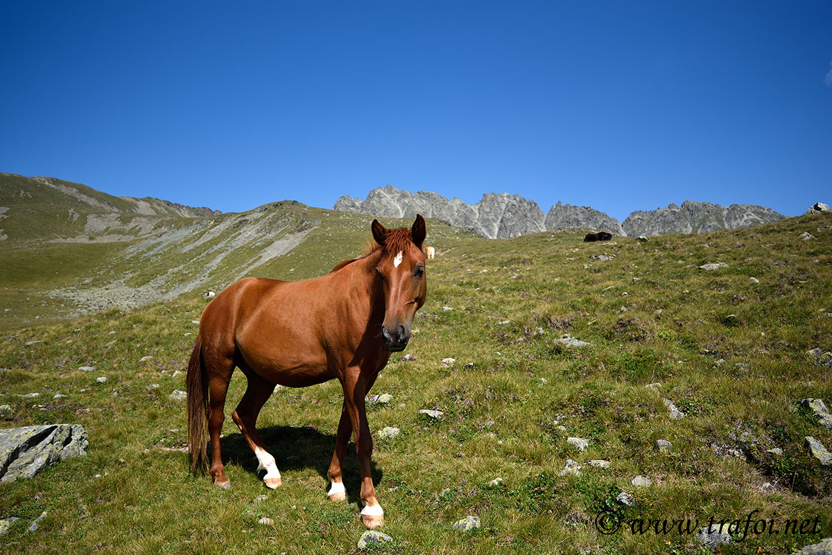 ../Escursioni2/Lago_Pedrossi/010097_D750.jpg