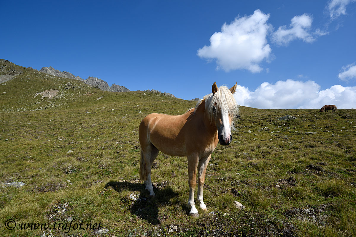 ../Escursioni2/Lago_Pedrossi/010100_D750.jpg