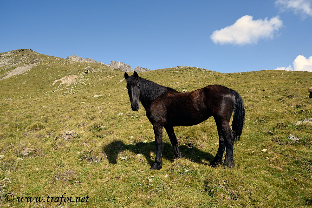 ../Escursioni2/Lago_Pedrossi/010110_D750.jpg