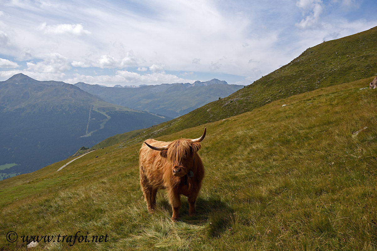 ../Escursioni2/Lago_Pedrossi/010180_D750.jpg