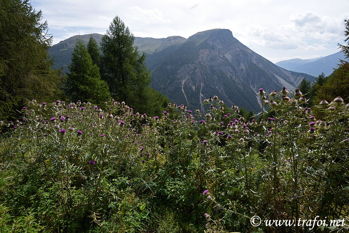 ../Escursioni2/Lago_Pedrossi/010190_D750.jpg