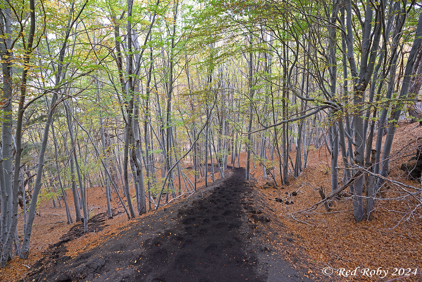 ../Viaggi/Etna/010532_D750.jpg