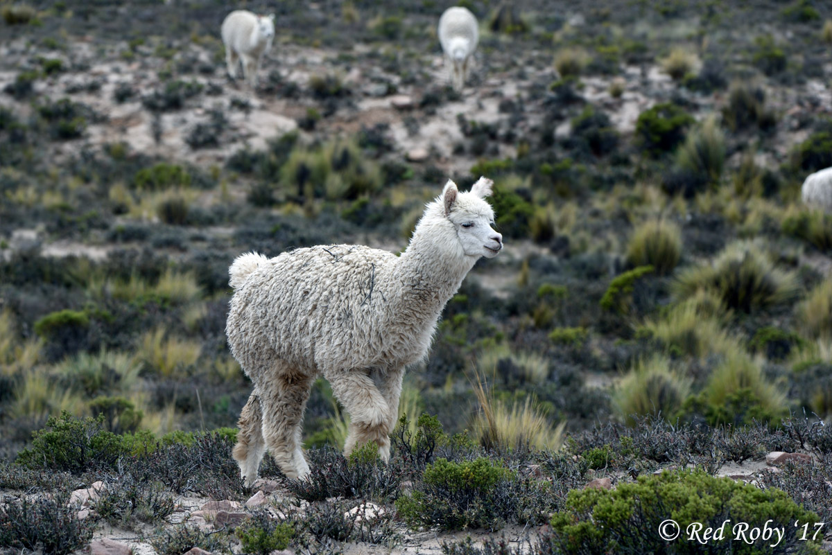 ../Peru/Alpaca_21408.jpg