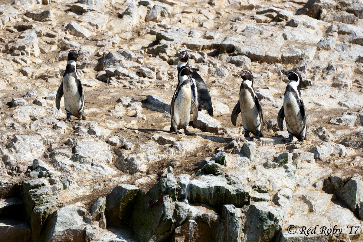 ../Peru/Ballestas_21133.jpg