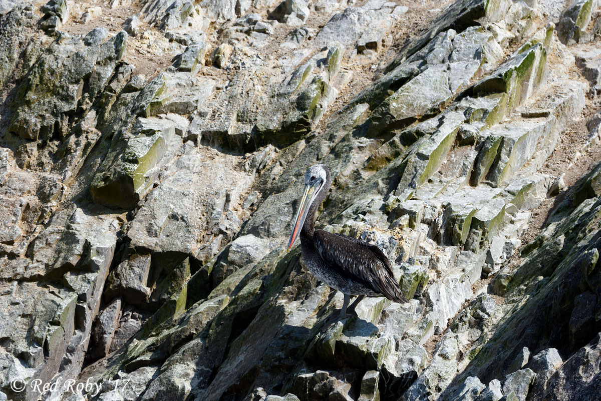 ../Peru/Ballestas_21167.jpg