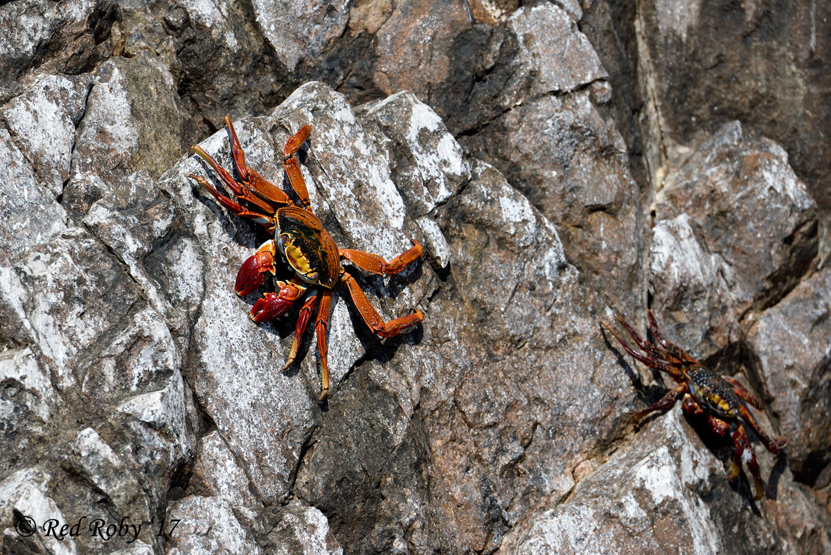 ../Peru/Ballestas_21176.jpg