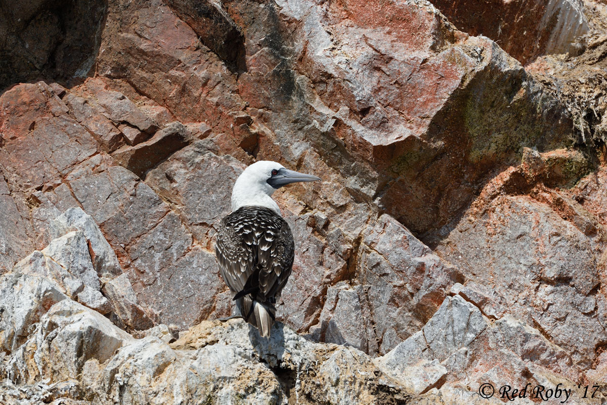 ../Peru/Ballestas_21192.jpg