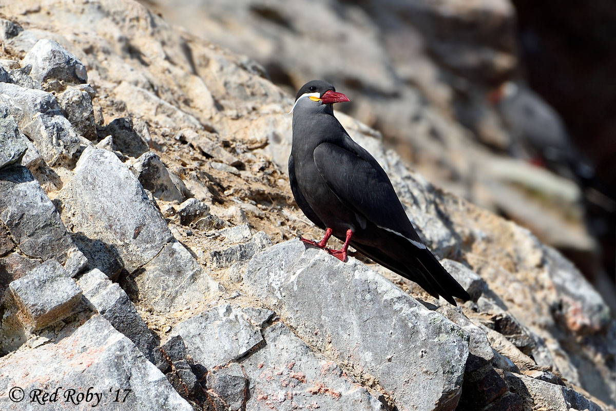 ../Peru/Ballestas_21194.jpg