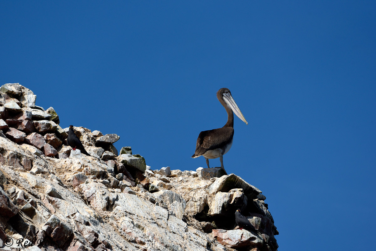 ../Peru/Ballestas_21197.jpg