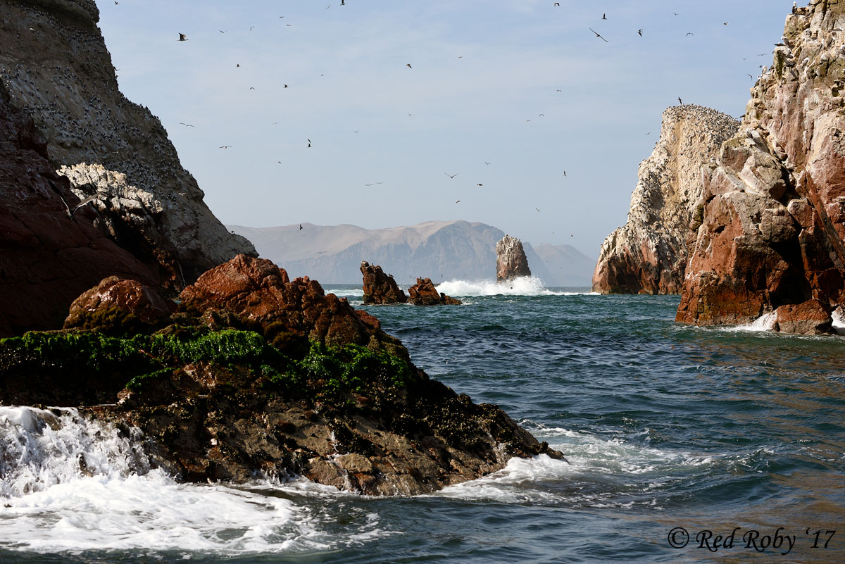 ../Peru/Ballestas_21225.jpg