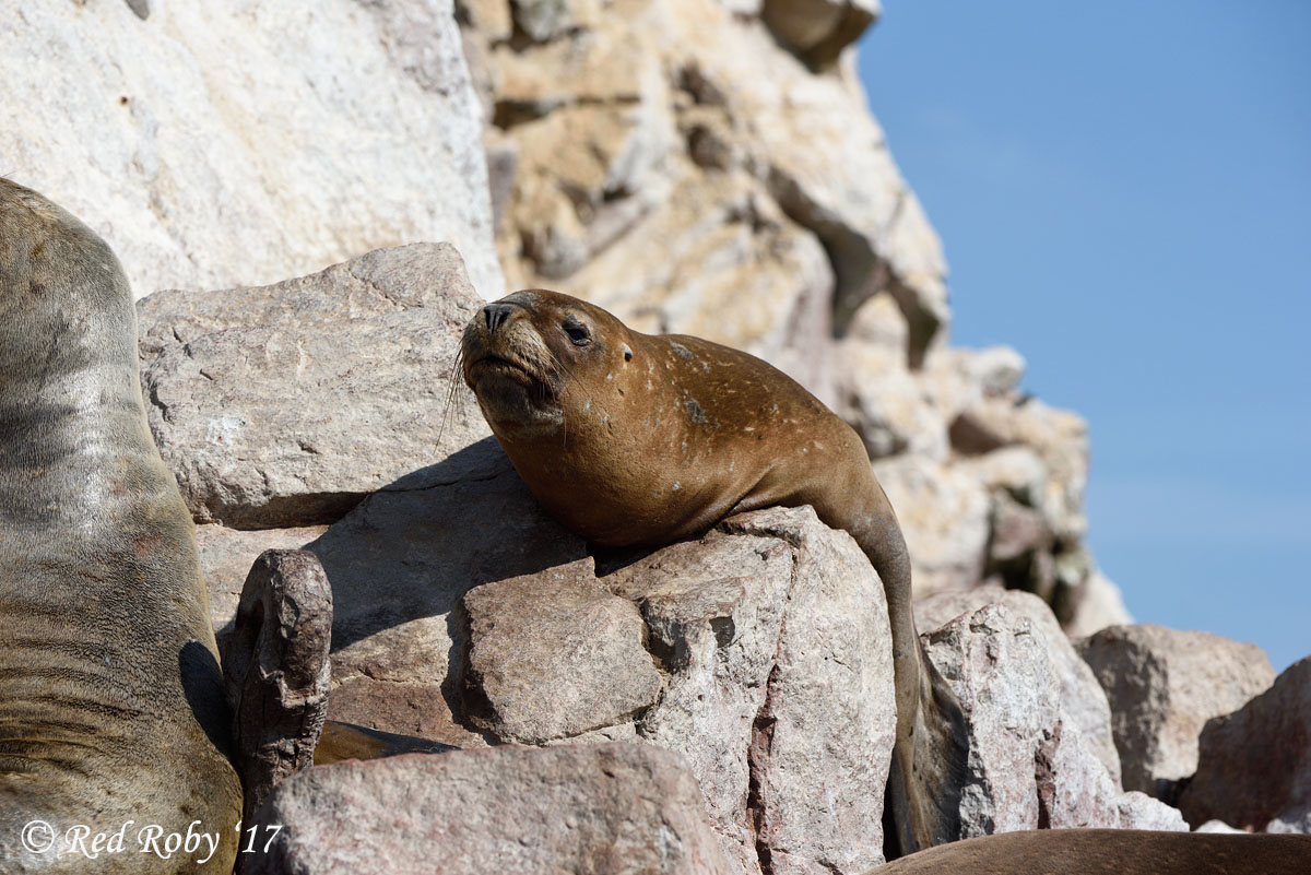 ../Peru/Ballestas_21258.jpg