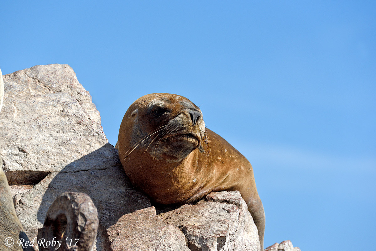 ../Peru/Ballestas_21261.jpg