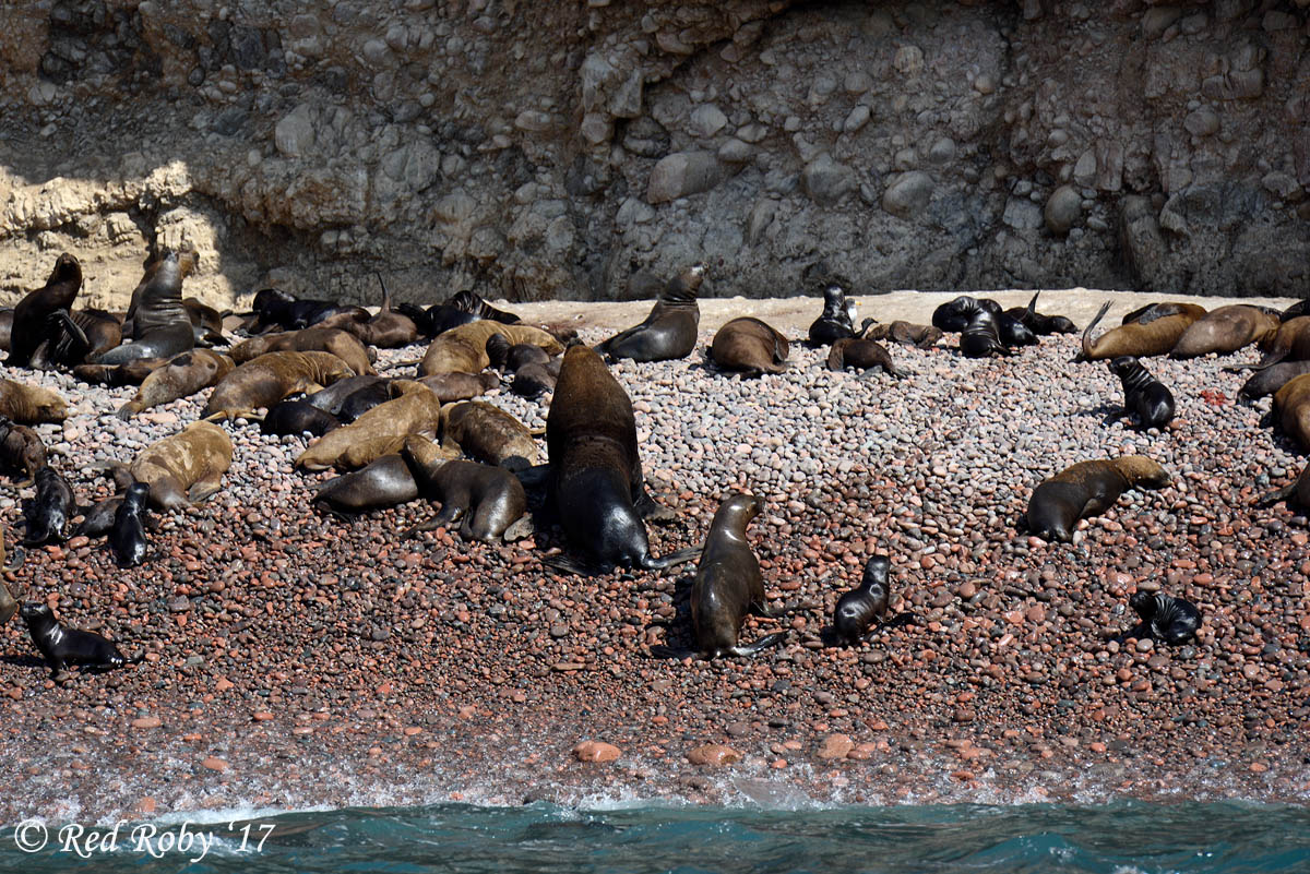 ../Peru/Ballestas_21289.jpg