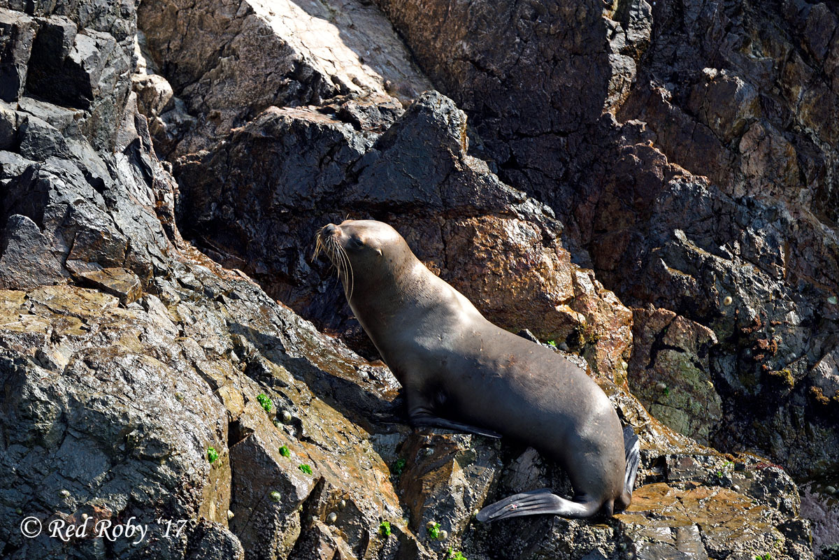 ../Peru/Ballestas_21305.jpg