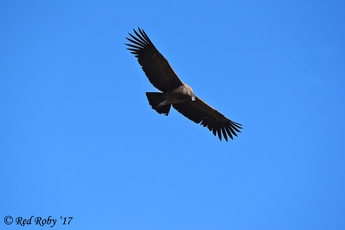 ../Peru/Condor_21555.jpg