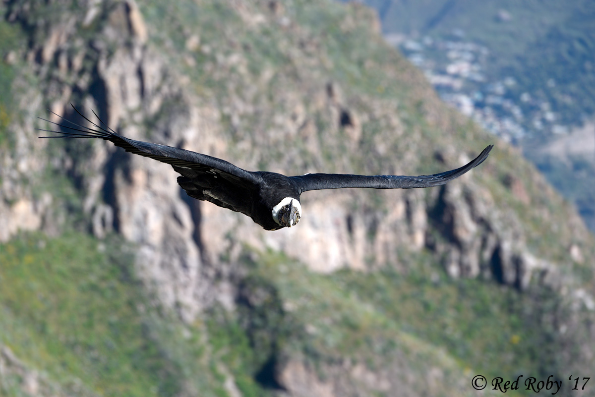 ../Peru/Condor_21562.jpg