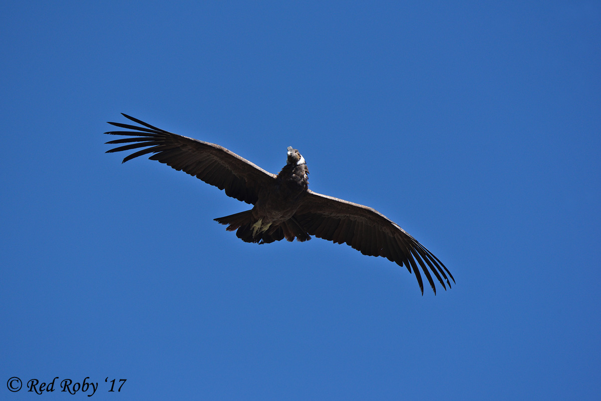 ../Peru/Condor_21571.jpg