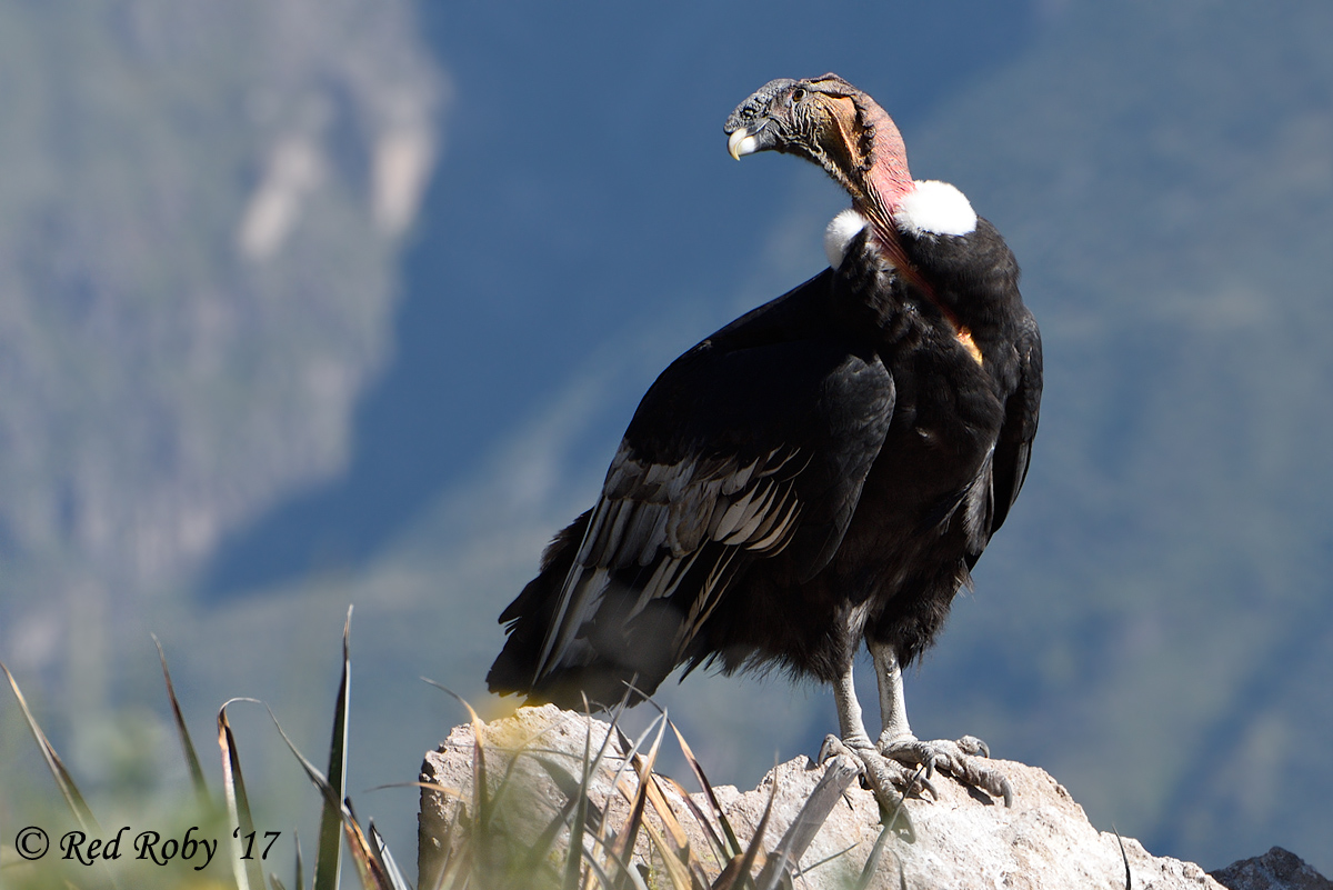 ../Peru/Condor_21579.jpg