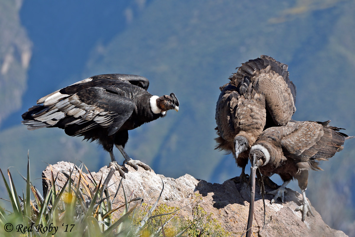 ../Peru/Condor_21587.jpg