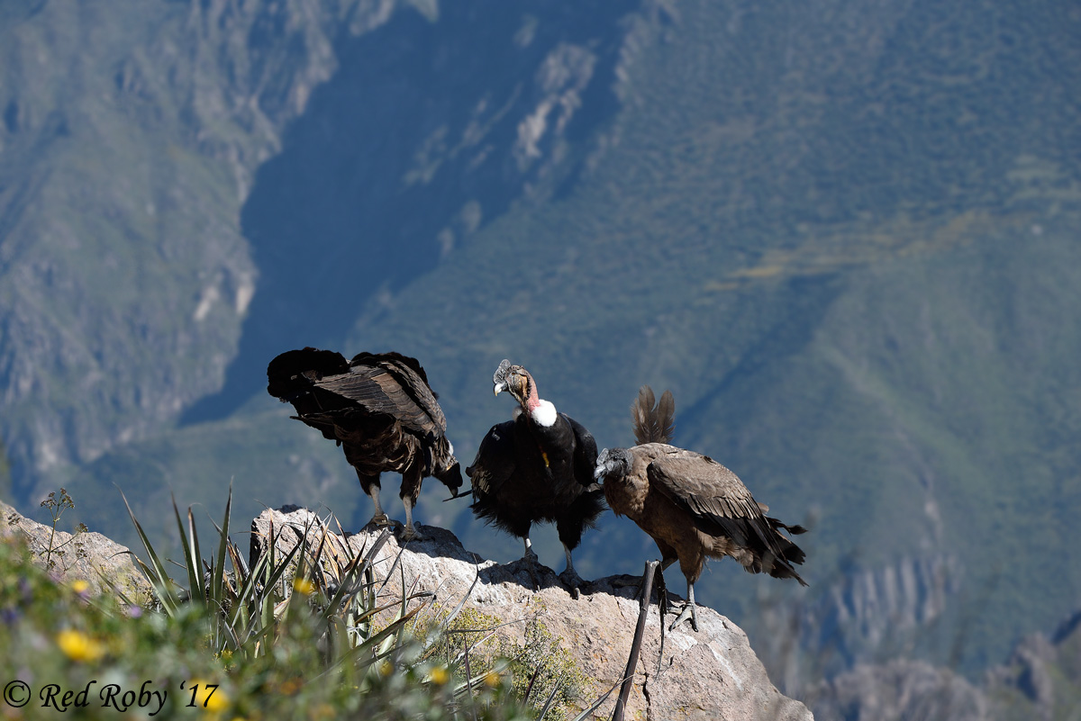 ../Peru/Condor_21592.jpg