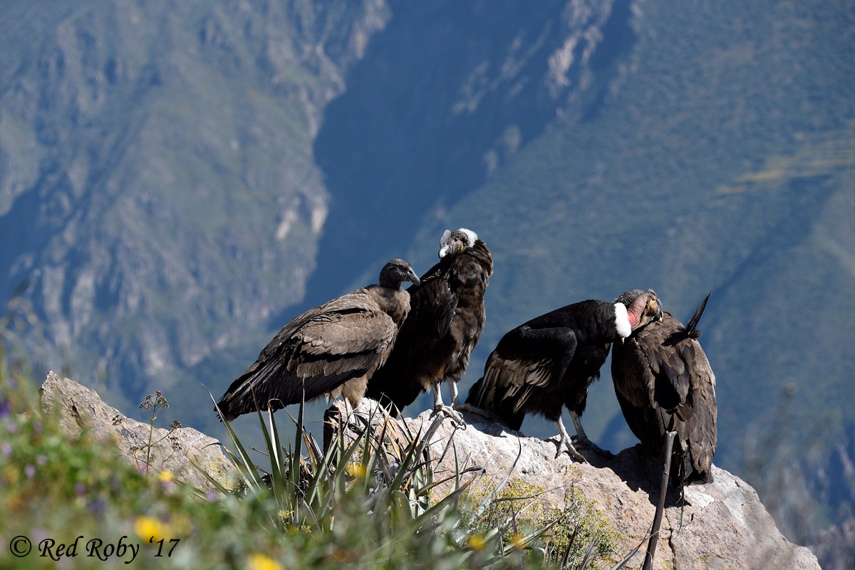 ../Peru/Condor_21604.jpg