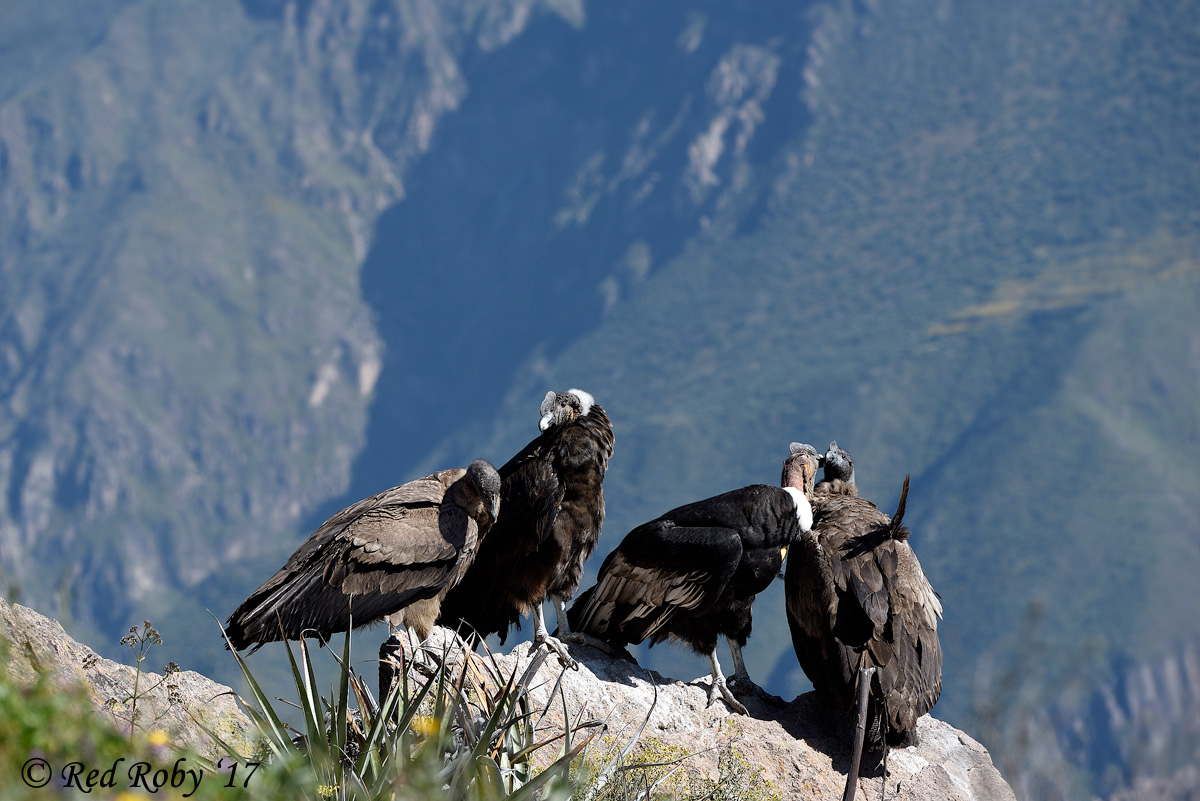 ../Peru/Condor_21606.jpg