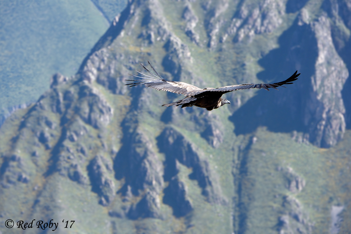 ../Peru/Condor_21619.jpg