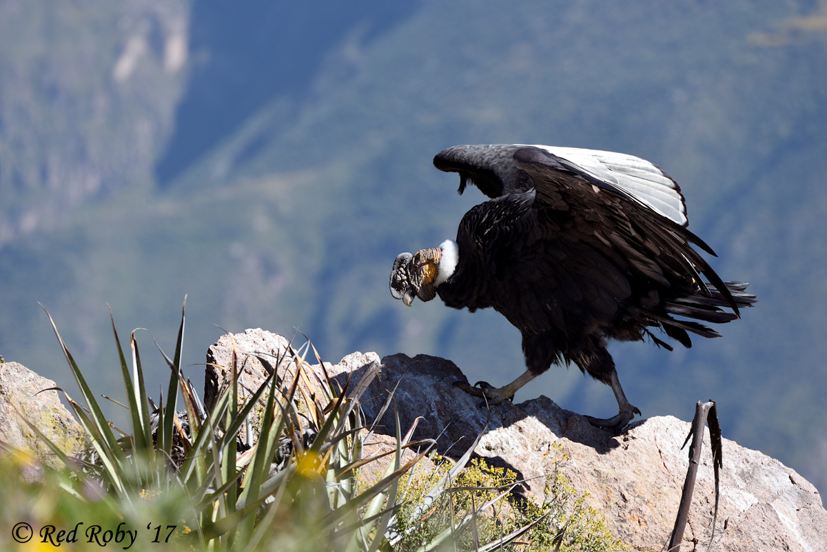 ../Peru/Condor_21626.jpg