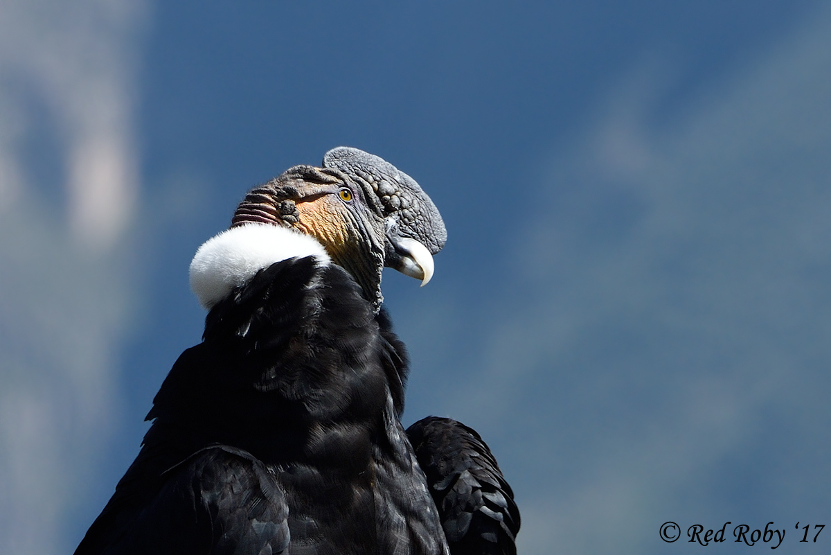 ../Peru/Condor_21637.jpg