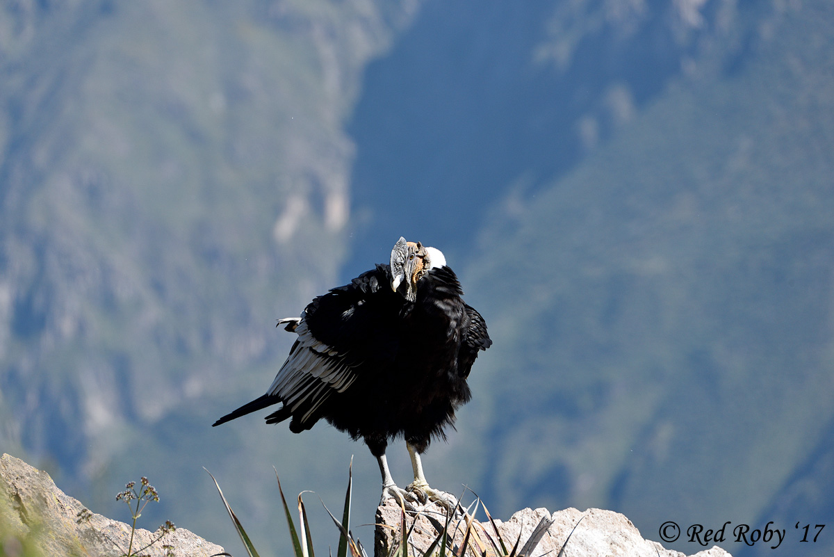 ../Peru/Condor_21659.jpg