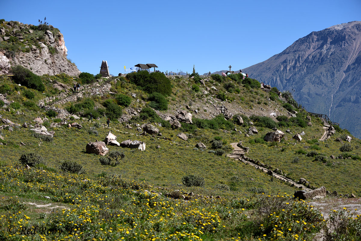 ../Peru/Cruz_Condor_21679.jpg