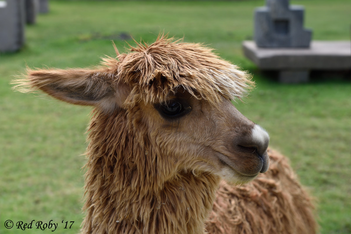 ../Peru/Ollantaytambo_22093.jpg