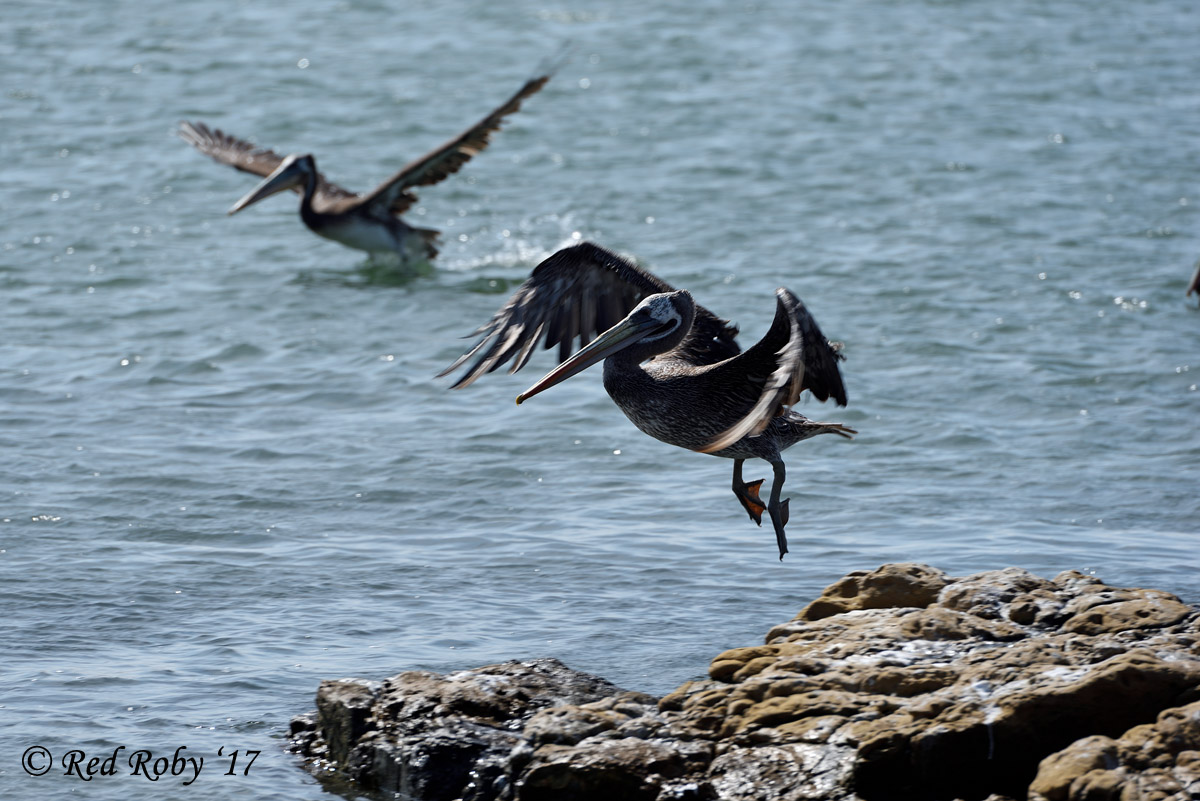 ../Peru/Paracas_20961.jpg