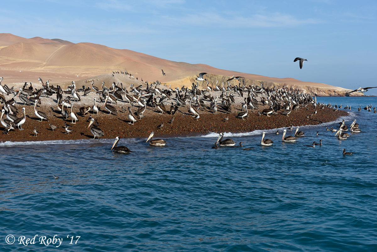 ../Peru/Paracas_21033.jpg