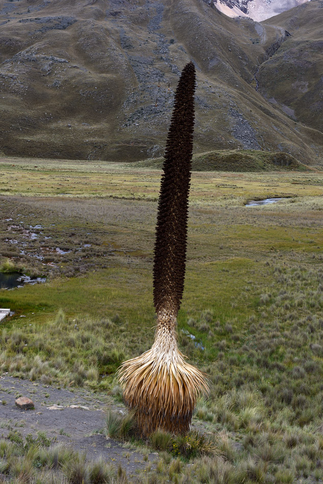 ../Peru/Pastoruri_22582.jpg