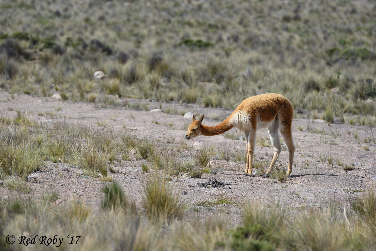 ../Peru/Vigogna_21350.jpg